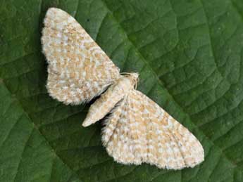 Eupithecia spissilineata Metzner adulte - ©Daniel Morel