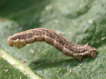  Chenille de Yezognophos sproengertsi Png. - ©Raphal Spronck