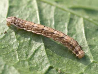  Chenille de Yezognophos sproengertsi Png. - ©Raphal Spronck