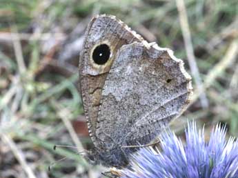 Hipparchia statilinus Hfn. adulte - ©Daniel Morel