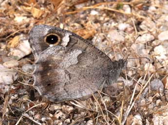 Hipparchia statilinus Hfn. adulte - ©Philippe Mothiron