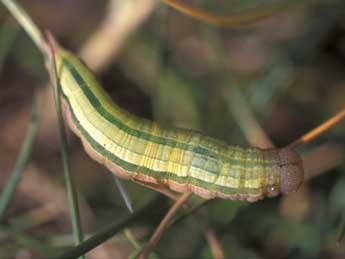  Chenille de Hipparchia statilinus Hfn. - ©Tristan Lafranchis