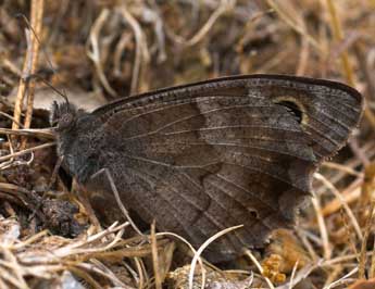 Hipparchia statilinus Hfn. adulte - ©J.M. Marrec