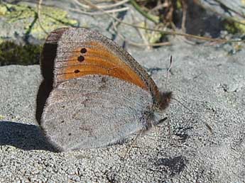 Erebia sthennyo Grasl. adulte - Jrme Albre