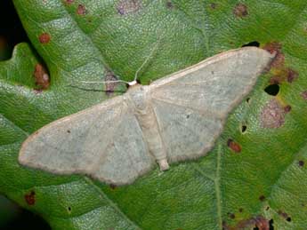 Idaea straminata Bkh. adulte - Philippe Mothiron