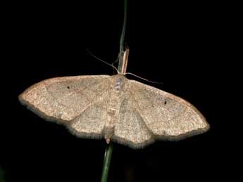 Idaea straminata Bkh. adulte - ©Philippe Mothiron