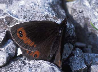 Erebia styx Frr adulte - Tristan Lafranchis