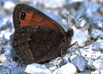 Erebia styx Frr adulte - Tristan Lafranchis