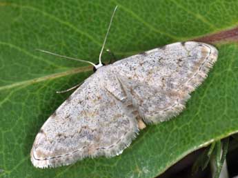 Scopula submutata Tr. adulte - ©Philippe Mothiron