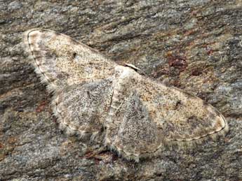 Scopula submutata Tr. adulte - ©Daniel Morel