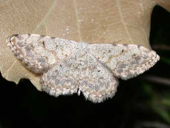 Scopula submutata Tr. adulte - ©Philippe Mothiron