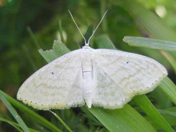 Scopula subpunctaria H.-S. adulte - ©Claude Tautel