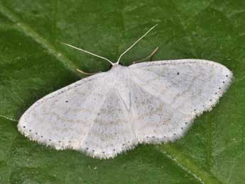 Scopula subpunctaria H.-S. adulte - Philippe Mothiron