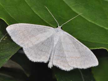 Scopula subpunctaria H.-S. adulte - Philippe Mothiron