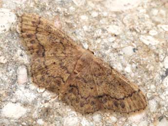 Idaea subsaturata Gn. adulte - ©Daniel Morel