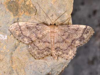 Idaea subsaturata Gn. adulte - ©Philippe Mothiron