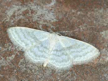 Idaea subsericeata Hw. adulte - ©Daniel Morel