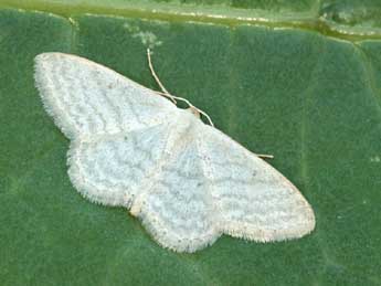 Idaea subsericeata Hw. adulte - ©Daniel Morel