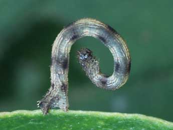  Chenille de Idaea subsericeata Hw. - ©Andr Lantz