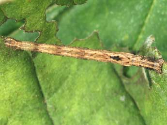  Chenille de Idaea subsericeata Hw. - Andr Lantz