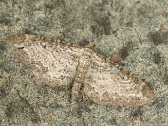 Eupithecia subumbrata D. & S. adulte - ©Daniel Morel