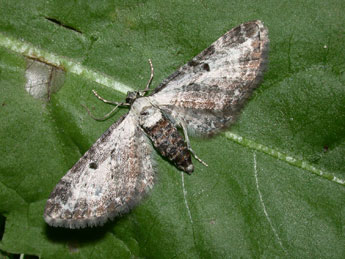 Eupithecia succenturiata L. adulte - Philippe Mothiron