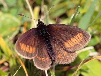 Erebia sudetica Stgr adulte - Pierre Sengez