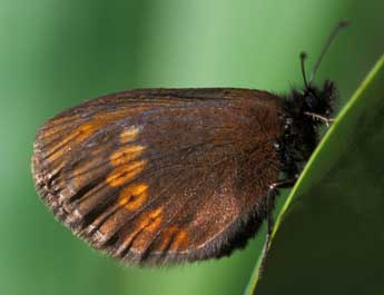 Erebia sudetica Stgr adulte - Tristan Lafranchis