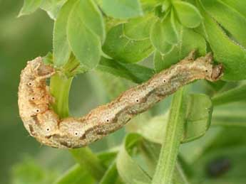  Chenille de Lampropteryx suffumata D. & S. - ©Lionel Taurand