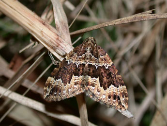 Lampropteryx suffumata D. & S. adulte - ©Philippe Mothiron