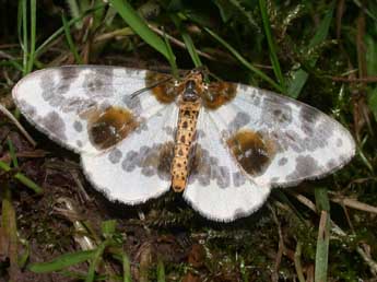 Abraxas sylvata Scop. adulte - Philippe Mothiron