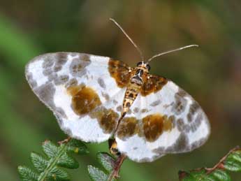 Abraxas sylvata Scop. adulte - ©Philippe Mothiron