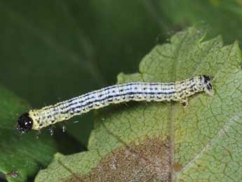  Chenille de Abraxas sylvata Scop. - ©Philippe Mothiron