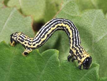  Chenille de Abraxas sylvata Scop. - Philippe Mothiron