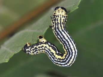  Chenille de Abraxas sylvata Scop. - ©Philippe Mothiron