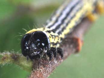  Chenille de Abraxas sylvata Scop. - ©Philippe Mothiron