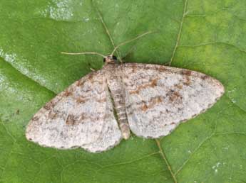 Hydrelia sylvata D. & S. adulte - ©Philippe Mothiron