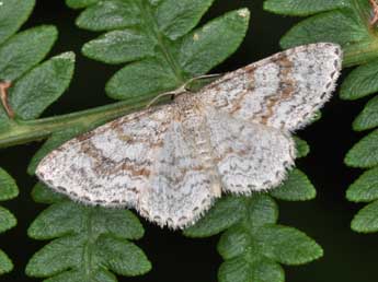 Hydrelia sylvata D. & S. adulte - Philippe Mothiron