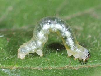  Chenille de Hydrelia sylvata D. & S. - ©Philippe Mothiron