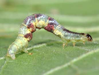  Chenille de Hydrelia sylvata D. & S. - ©Philippe Mothiron