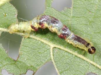  Chenille de Hydrelia sylvata D. & S. - ©Philippe Mothiron