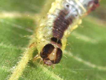  Chenille de Hydrelia sylvata D. & S. - ©Philippe Mothiron