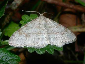 Hydrelia sylvata D. & S. adulte - ©Philippe Mothiron