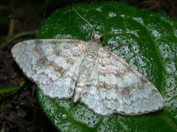 Hydrelia sylvata D. & S. adulte - ©Philippe Mothiron