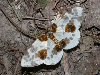 Abraxas sylvata Scop. adulte - ©Philippe Mothiron