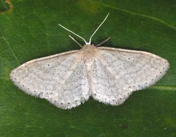 Idaea sylvestraria Hb. adulte - ©Philippe Mothiron