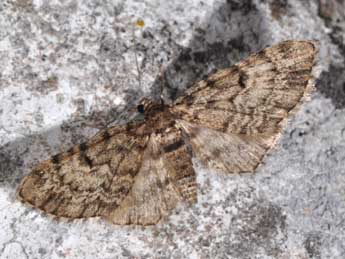 Eupithecia tantillaria Bsdv. adulte - Philippe Mothiron