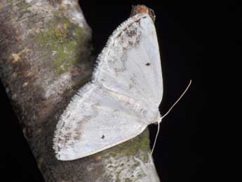 Lomographa temerata D. & S. adulte - Philippe Mothiron