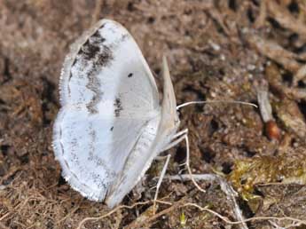 Lomographa temerata D. & S. adulte - Philippe Mothiron