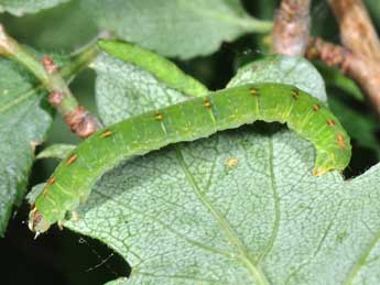  Chenille de Lomographa temerata D. & S. - Philippe Mothiron